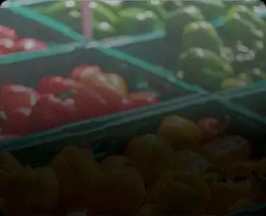Agriculture & Farming